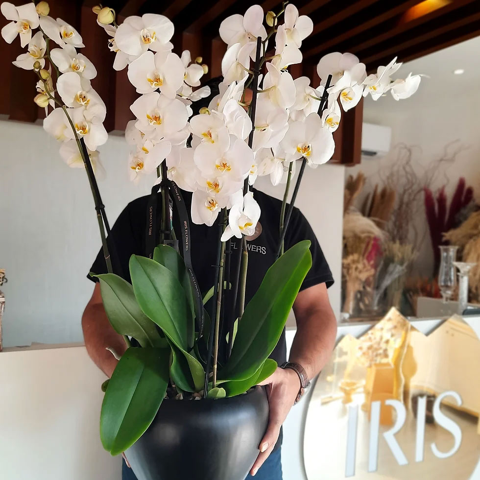 Dial Bahrain Business list - Artificial Flowers and Plants - Dial Bahrain Category