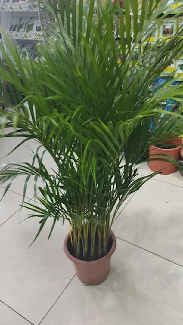 Galali branch &ndash; Al Khair Agricultural Centre