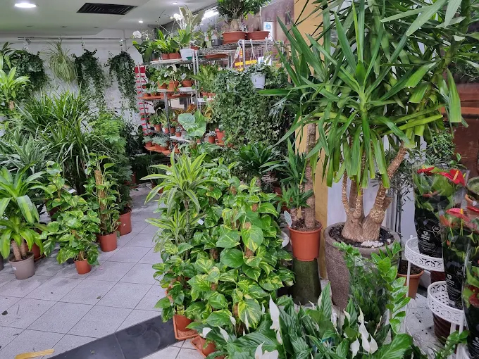 Rasha Flower W.L.L, Manama, Bahrain