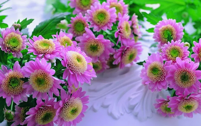 Rasha Flower W.L.L, Manama, Bahrain
