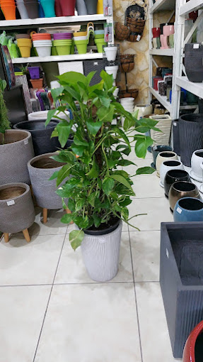 Gardenia Flower Shop