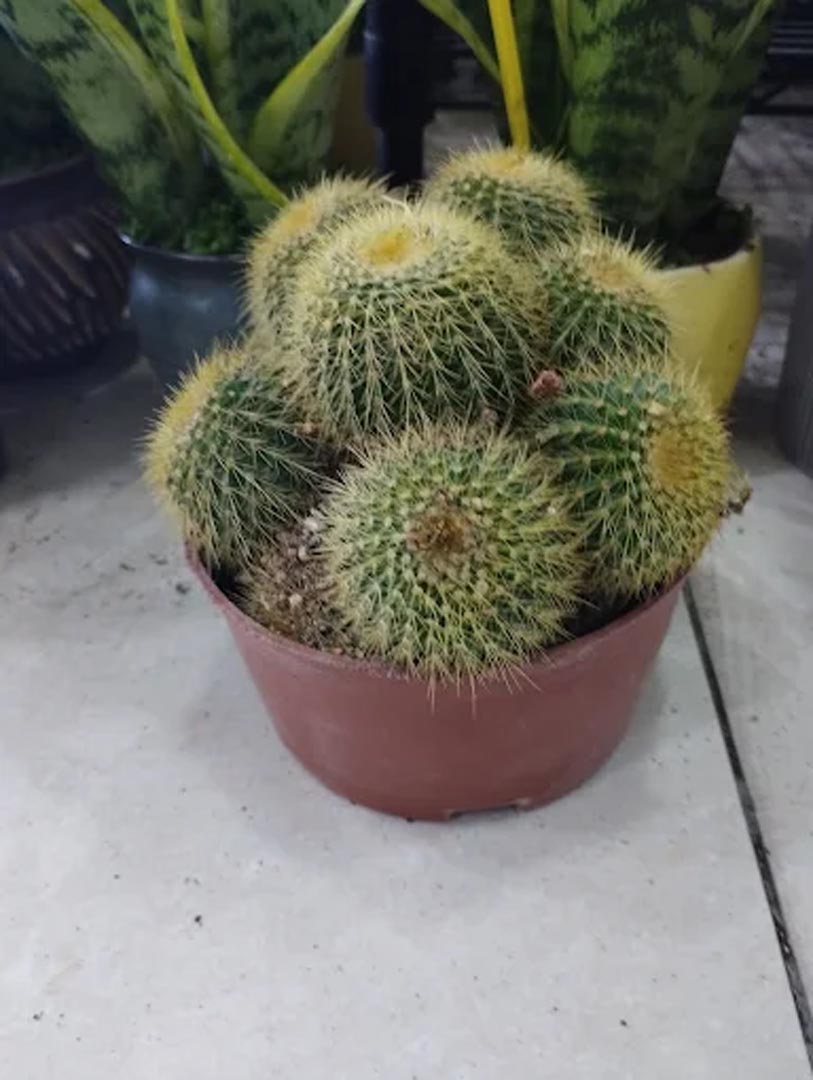 Galali branch &ndash; Al Khair Agricultural Centre