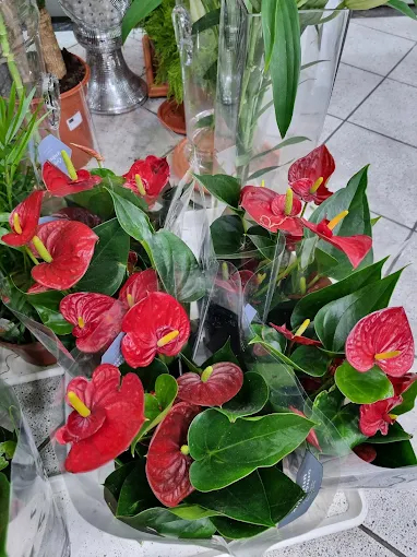 Rasha Flower W.L.L, Manama, Bahrain