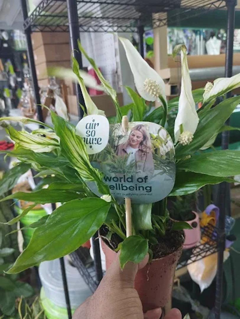 Galali branch &ndash; Al Khair Agricultural Centre