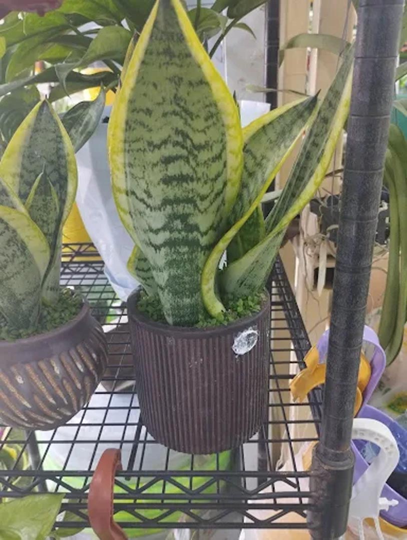 Galali branch &ndash; Al Khair Agricultural Centre